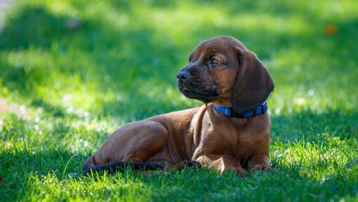 Bavarian mountain scent hound puppies hot sale for sale